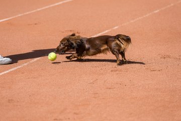 Bild 65 - RL TC an der Schirnau - SV Zehlendorfer Wespen : Ergebnis: 9:0